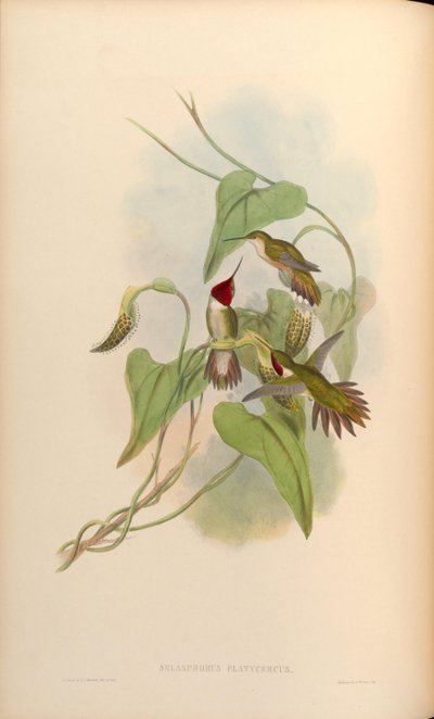 Selasphorus platycercus von John Gould